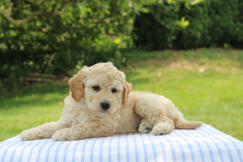 puppy, for, sale, Mini Goldendoodle F1B, Matthew B. Stoltzfus, dog, breeder, Gap, PA, dog-breeder, puppy-for-sale, forsale, nearby, find, puppyfind, locator, puppylocator, aca